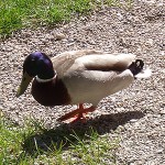 Ente