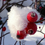 Elfte Rauhnacht, Hagebutten im Schnee