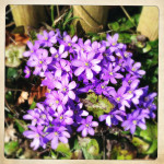 Leberblümchen sind ein Zeichen des Frühlings