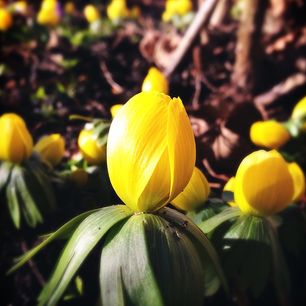 Frühblüher Winterling im Garten fuenfseenland.de