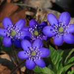 Stammtischgeplauder mit Leberblümchen