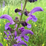 Wunderbar blüht derzeit im Fünfseenland der Wiesensalbei. Auch wenn er nicht geschützt ist, bitte nicht pflücken!