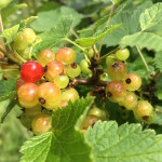 Die Johannisbeeren werden langsam reif! Zeit für Johannisbeerbaiser und Johannisbeergelee - sau guad!