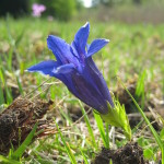 Entdecken Sie die Flora rund um den Ammersee und tragen Sie zur Kartierung der Pflanzen bei.