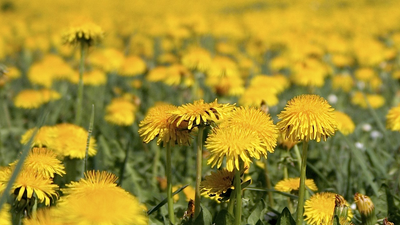 Der Löwenzahn - Taraxacum officinale