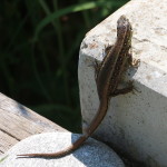 Eidechsen im Garten und schon hat man weniger Ameisen. Mich freut es, denn bei mir wohnen die Ameisen in meinem Rucola