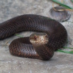 Oft hört man, dass jemand eine Moorviper gesehen hat. Jedoch gehört diese Schlange in das Reich der Mythen und Legenden